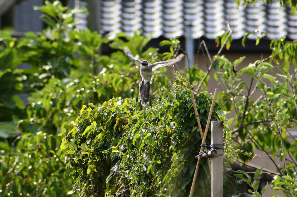 Natural Landscape Fence