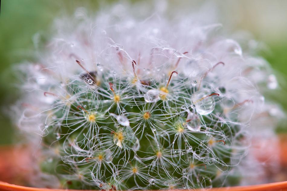 Cactus Dea Macro