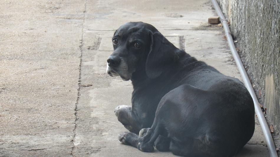 Canis Lupus Familiaris Animalia