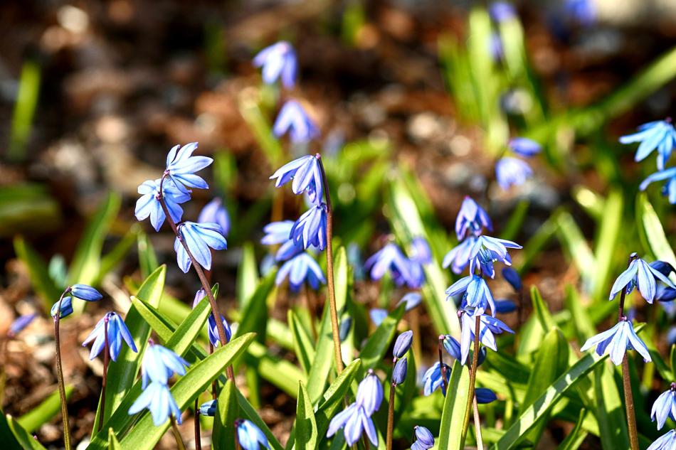 Nature Flora Freshness
