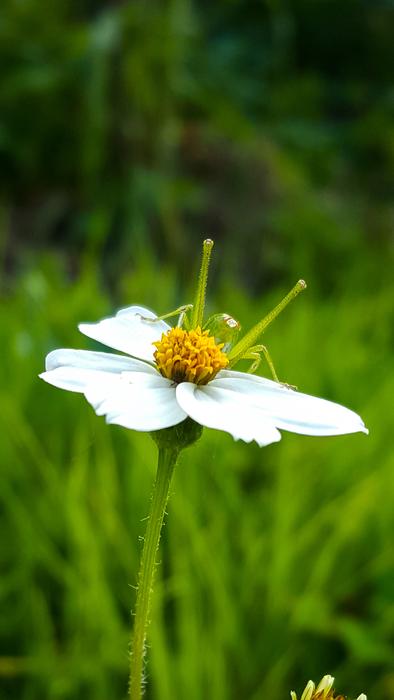 Cricket Nature Plant