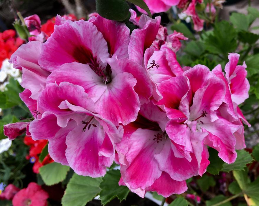 Geranium Nature Pink Flower