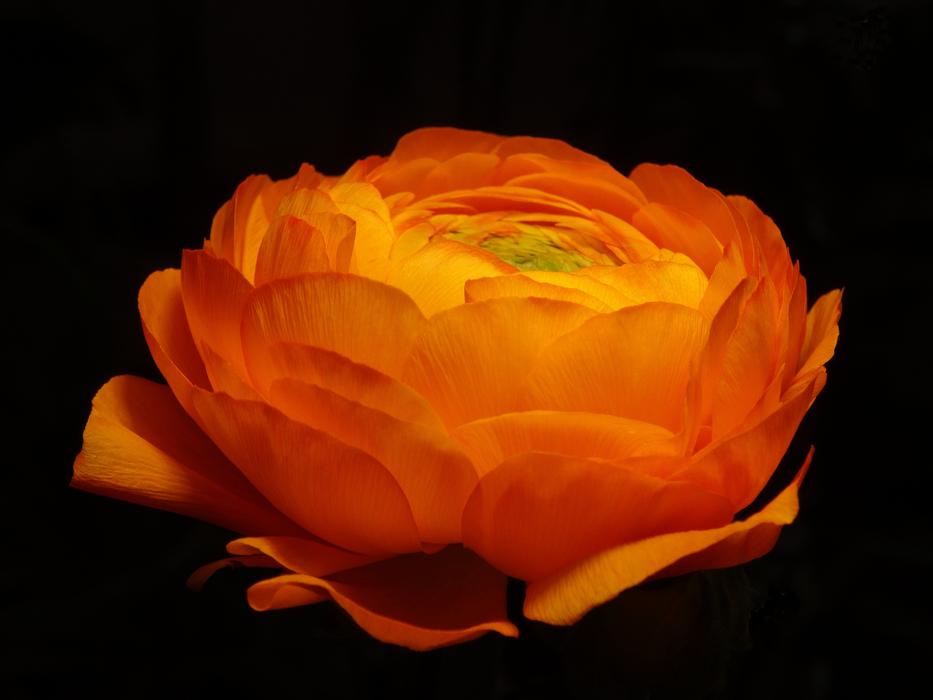 Flower Petal Nature