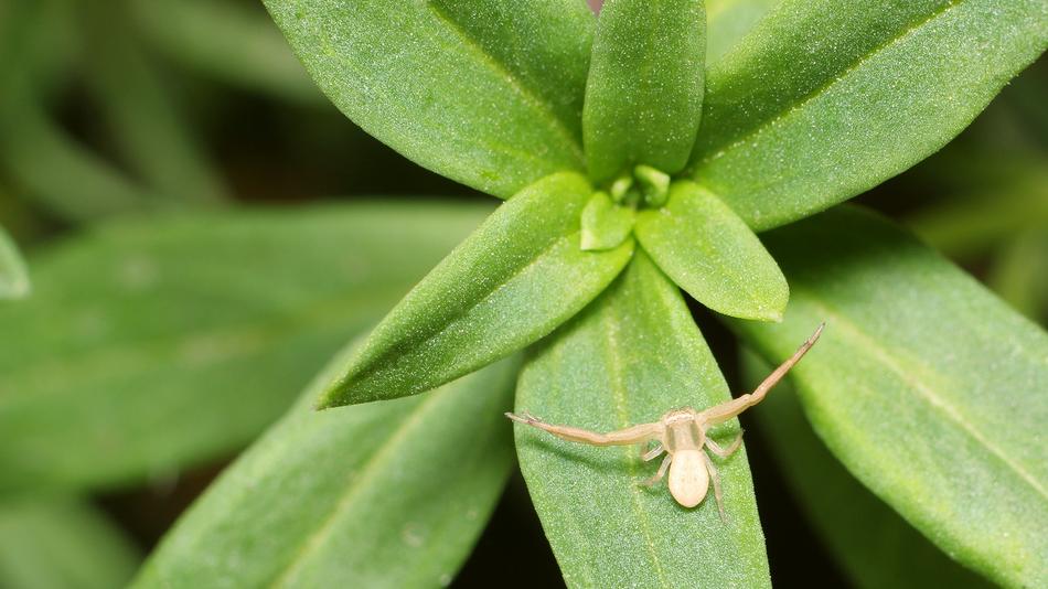 Sheet Plant Nature