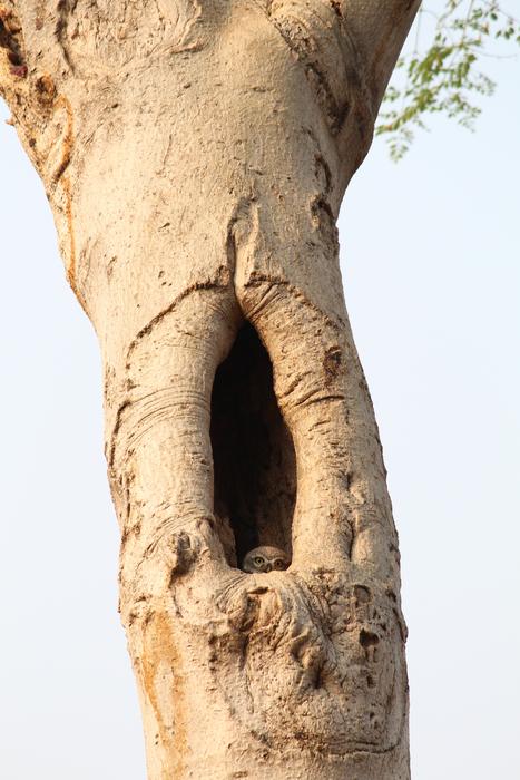 Desktop Trunk Nature