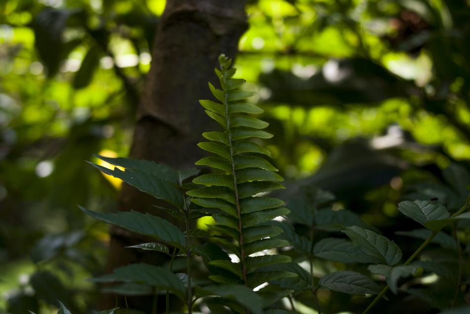 Leaf Tree Nature