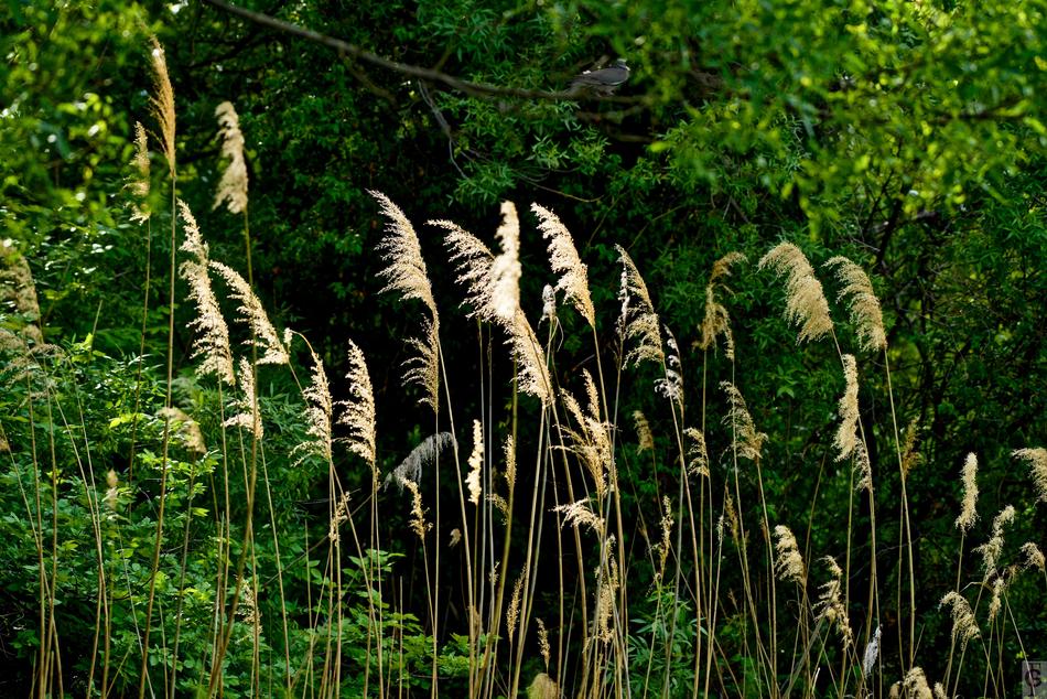 Nature Plant Summer
