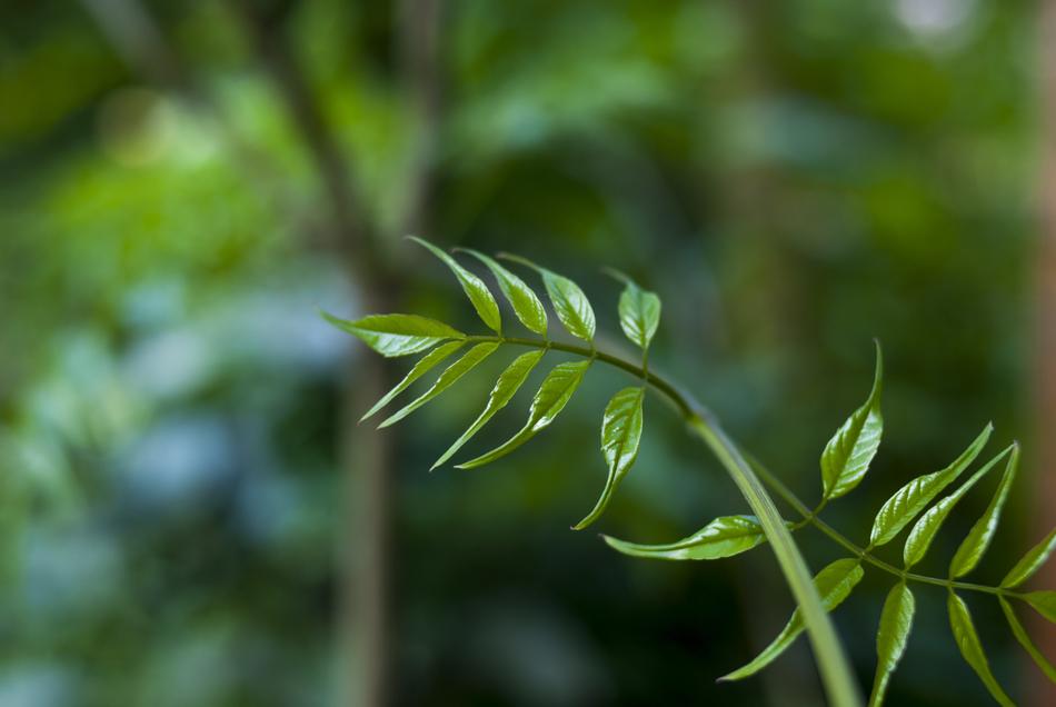 Leaf Plant Nature
