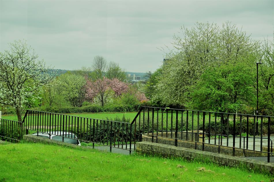 Tree Grass Landscape
