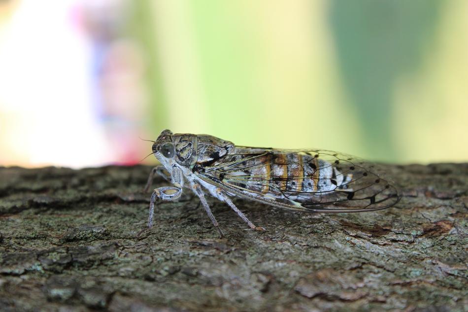Nature Insect Outdoors