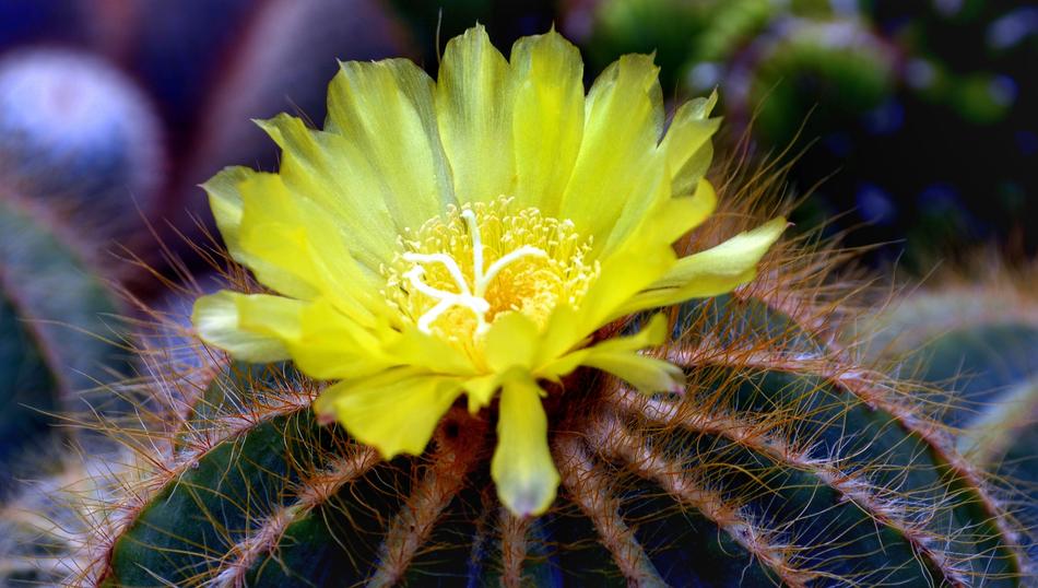 Cactus Cacti Flower