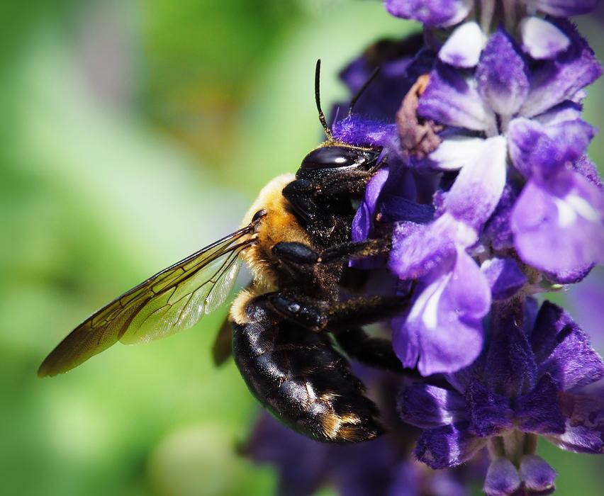Bee Nature Insect