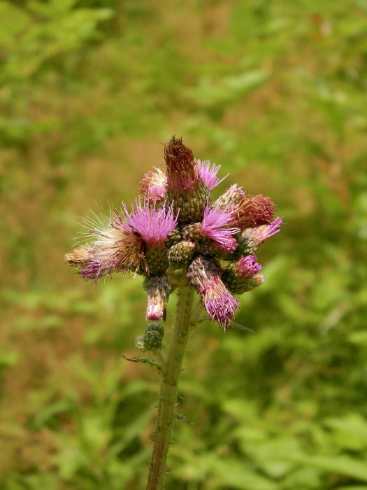 Flowers Plant