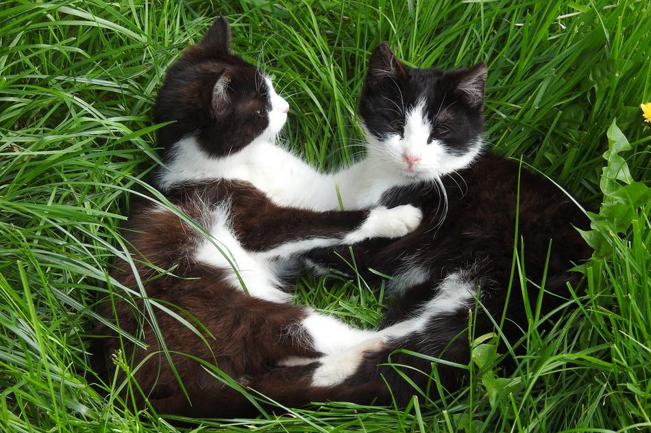 Charming Lawn Animals