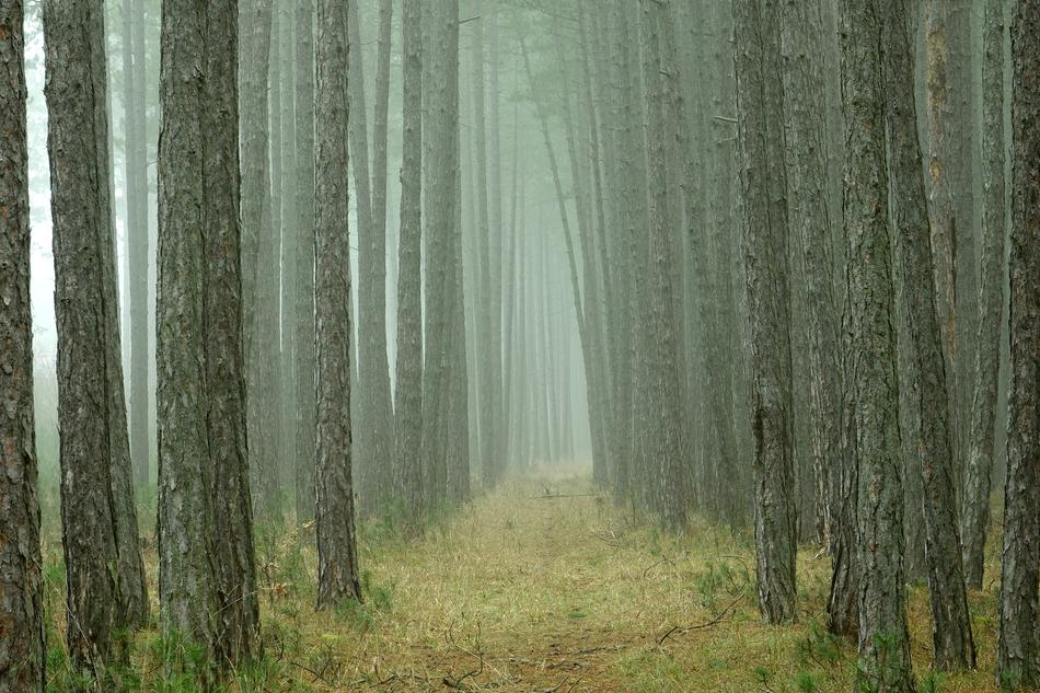Wood Nature Tree