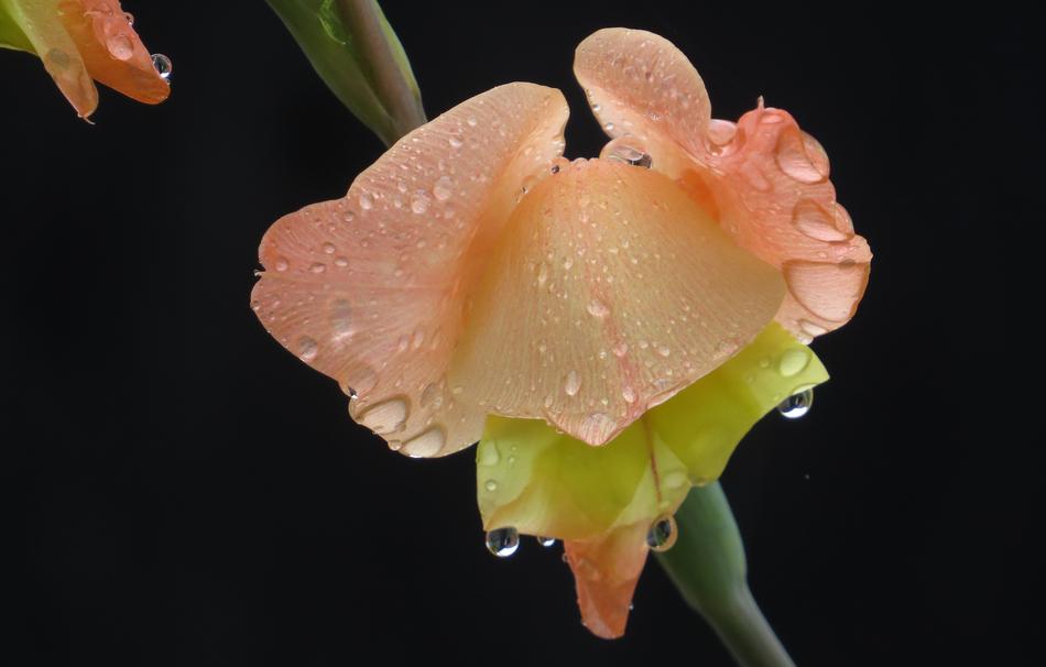 Flower Nature Plant