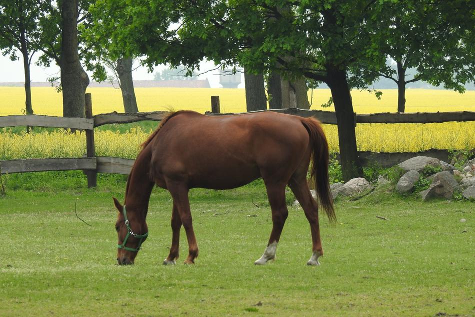 Farm Lawn Field