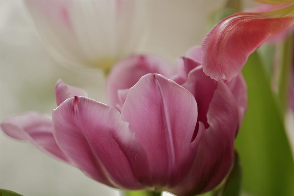Flower Plant Nature