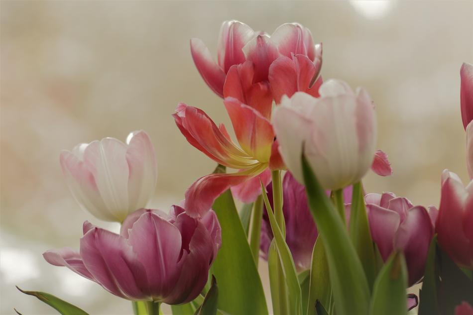big bouquet of tulip flowers