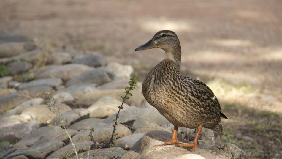 Birds Wild Life Animalia