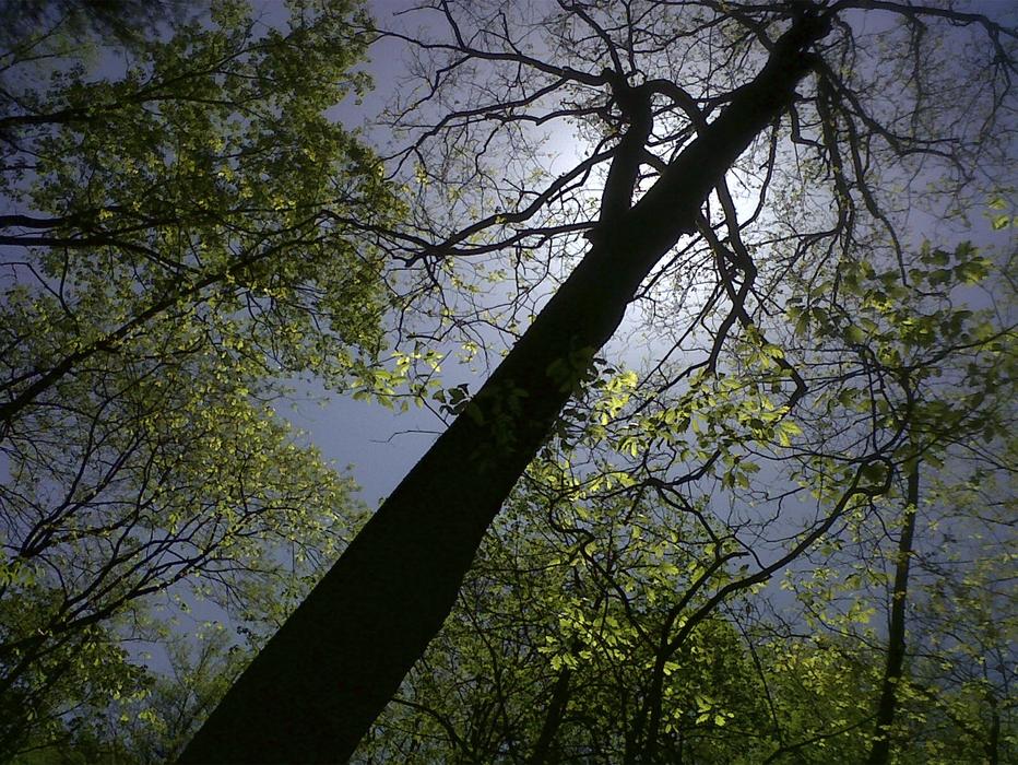 Tree Wood Nature