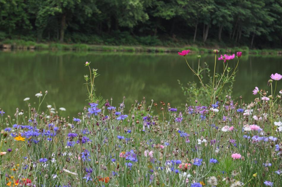 Nature Meadows Summer