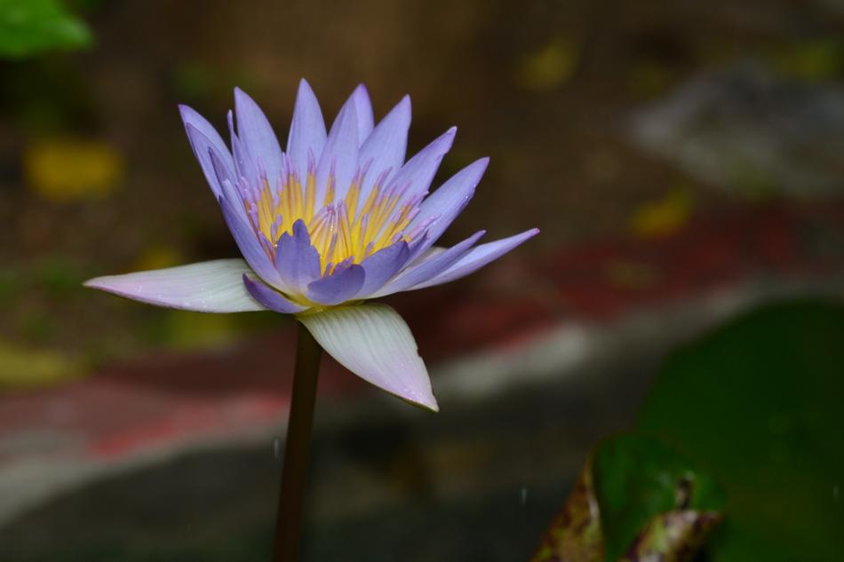 Flower Nature Lily