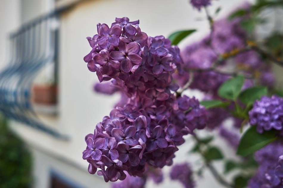 Flower Plant Nature