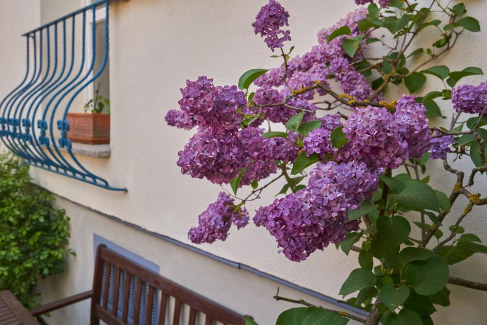 Flower Plant Garden