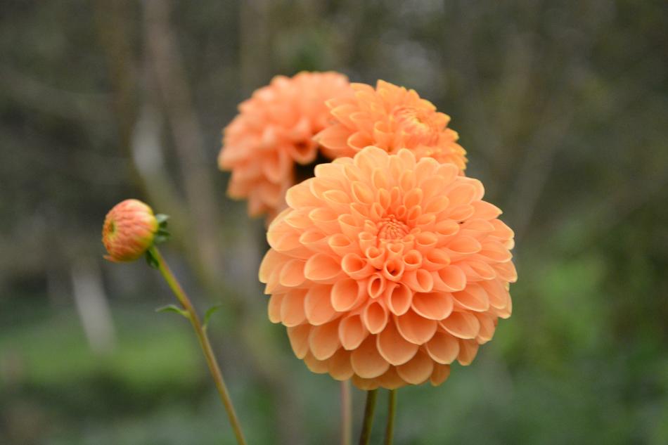 Flower Pompom Color Orange Bud