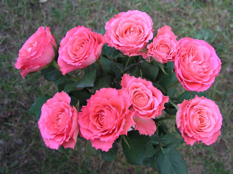 Rose Flower Petal