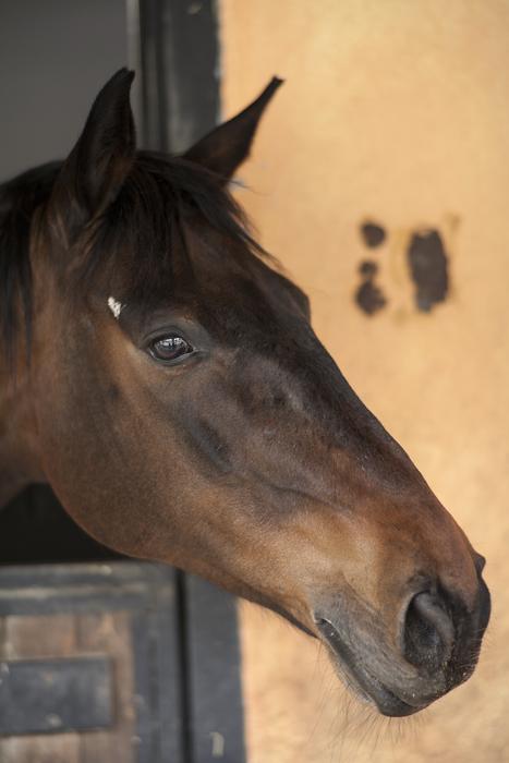 Horse Animals Portrait