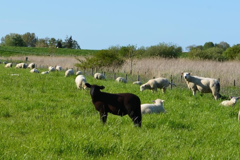 Grass Farm Meadow