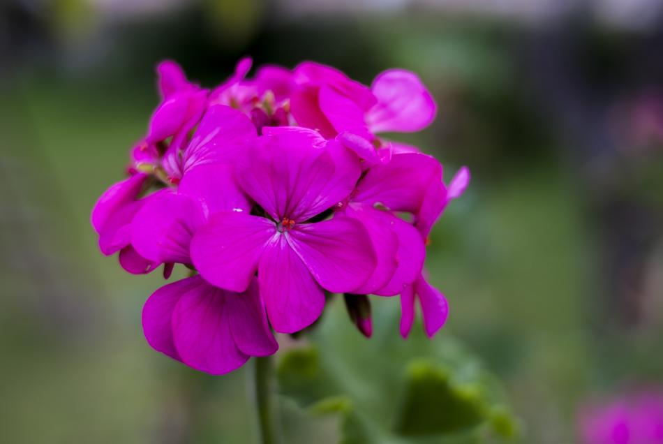 Flower Plant Nature