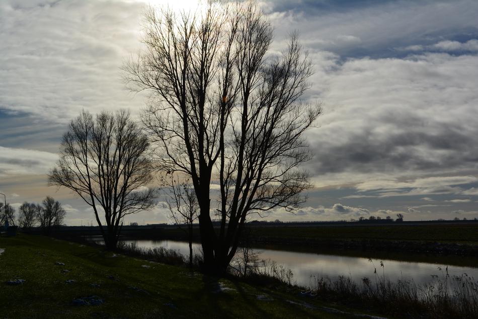 Nature Tree Panorama