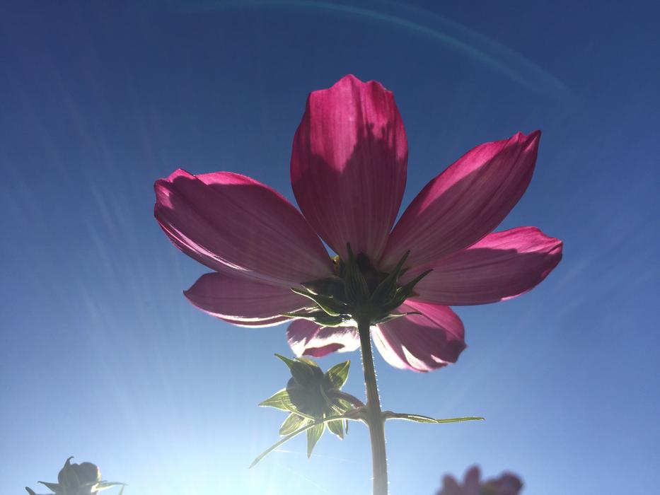 Flower Pink Sky