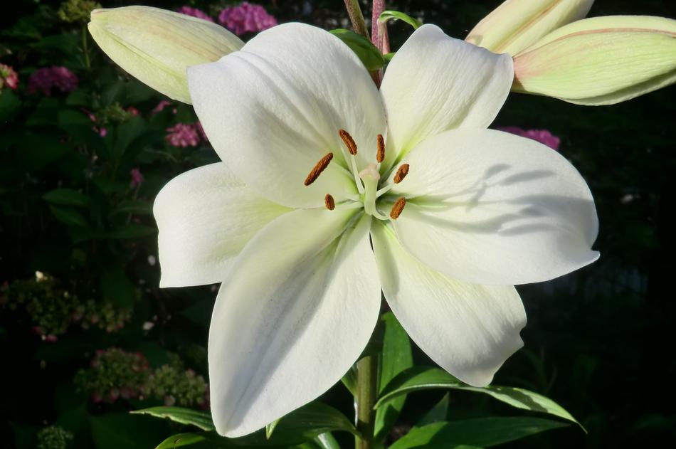 Nature Plant Garden