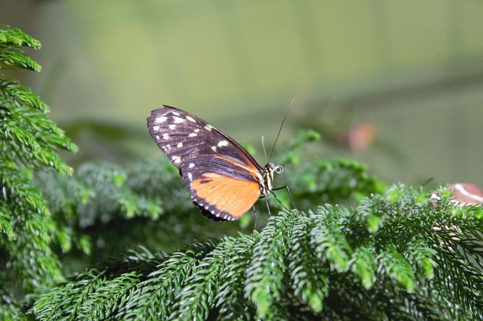Nature Butterfly Insect