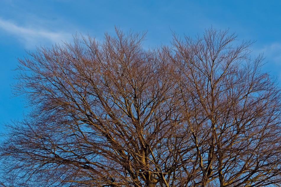 trees in the blue sky