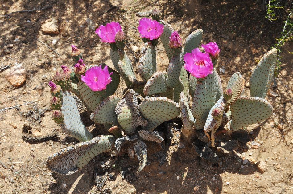 Cacti Cactus Desert