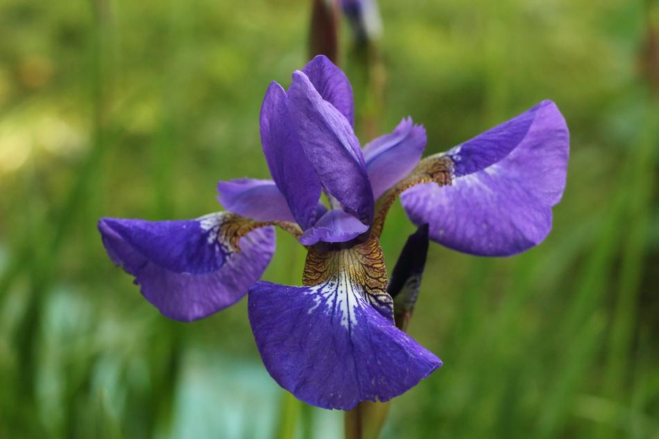 Nature Outdoors Plant
