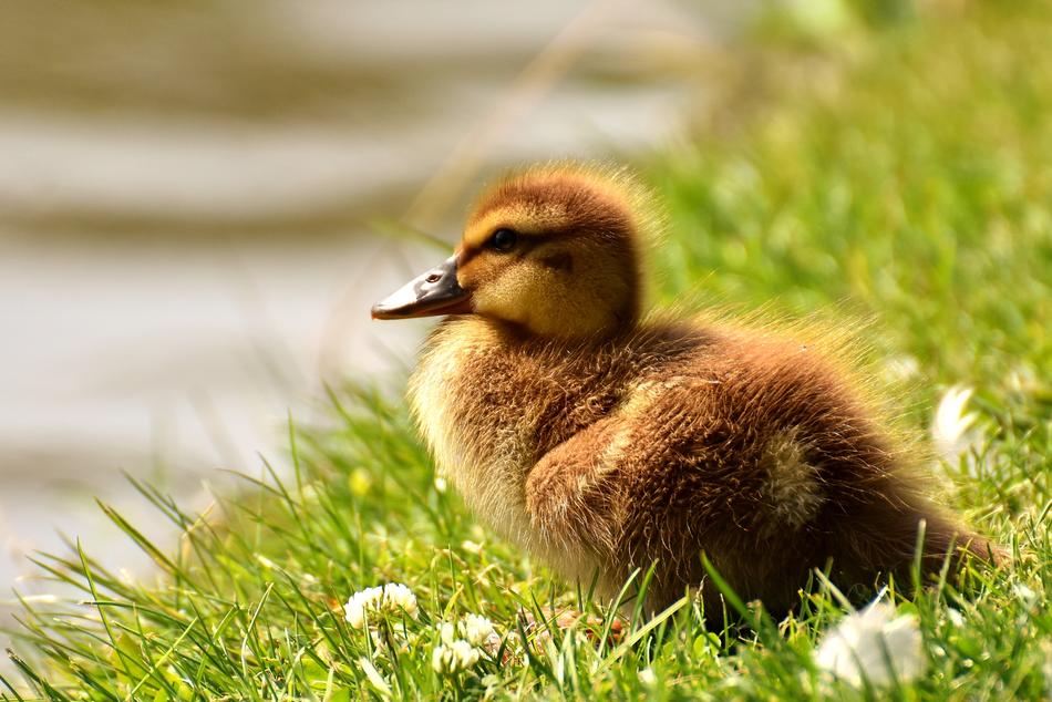 Mallard Chicks Baby