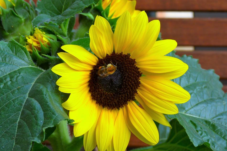 Nature Plant Flower