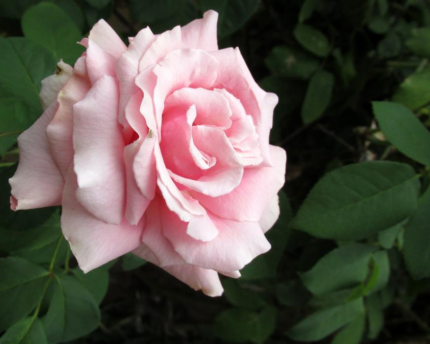 Flower Rose Flora