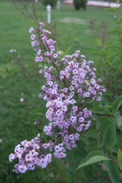 Flower Plant Nature