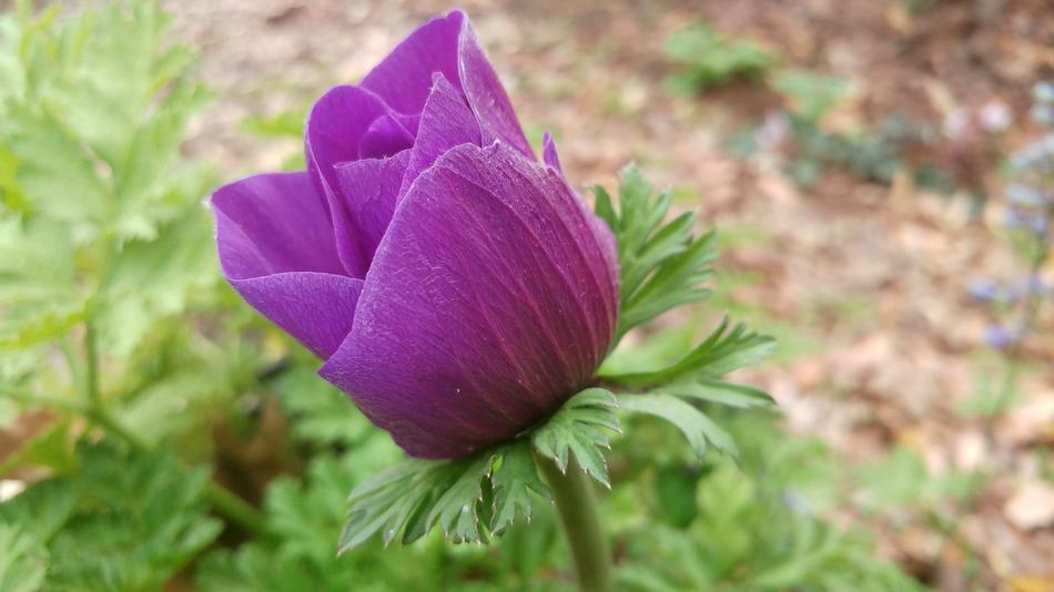 Nature Flower Flora