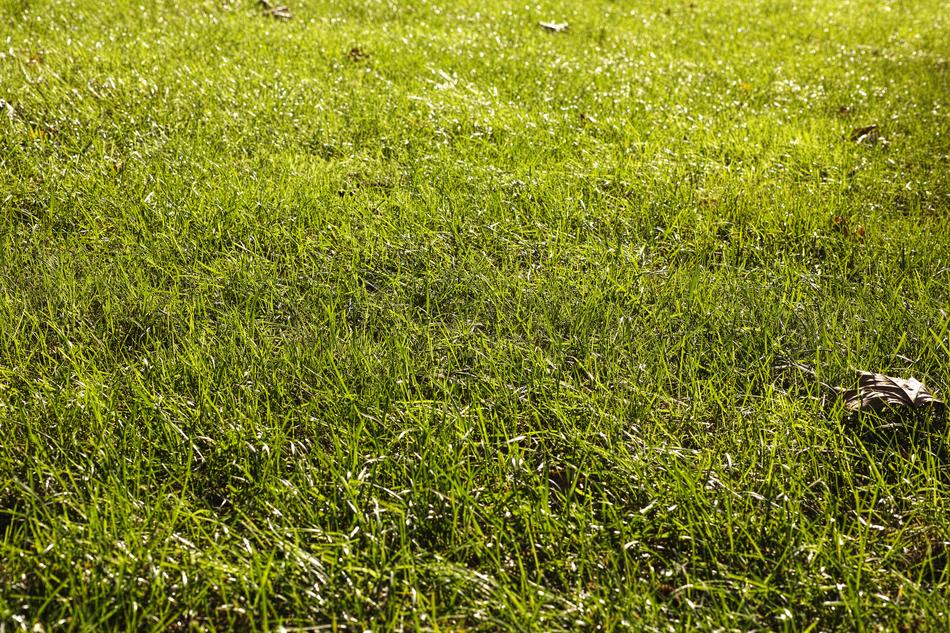 Grass Ground Terry