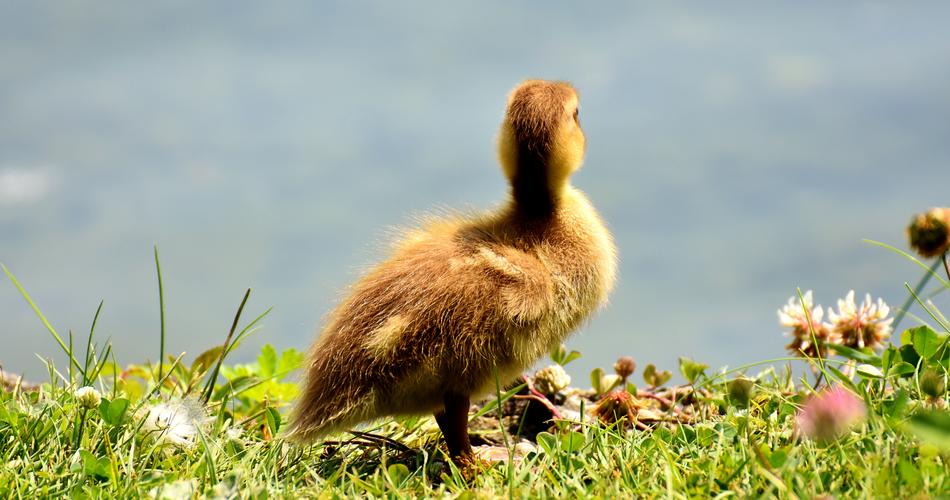 Mallard Chicks Baby