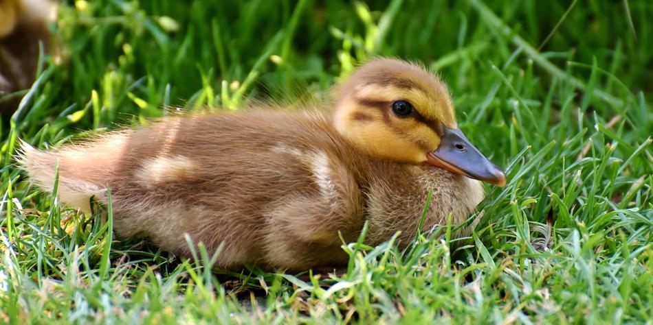 Mallard Chicks Baby