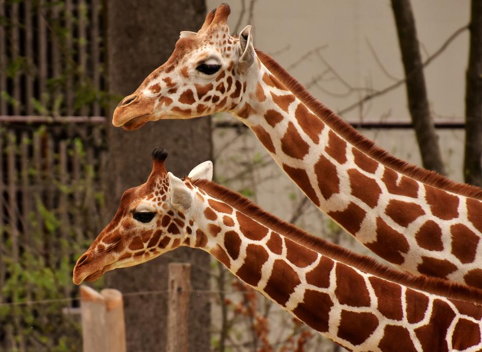 Giraffe Zoo Animal